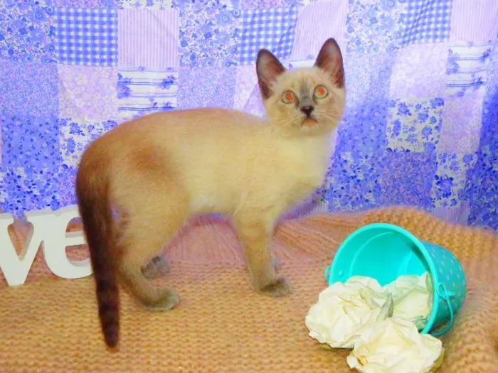 Gato ra a SRD idade 2 a 6 meses nome Pandora