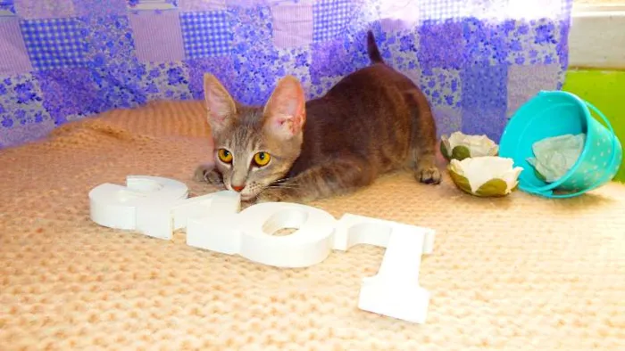 Gato ra a SRD idade 2 a 6 meses nome Elvis