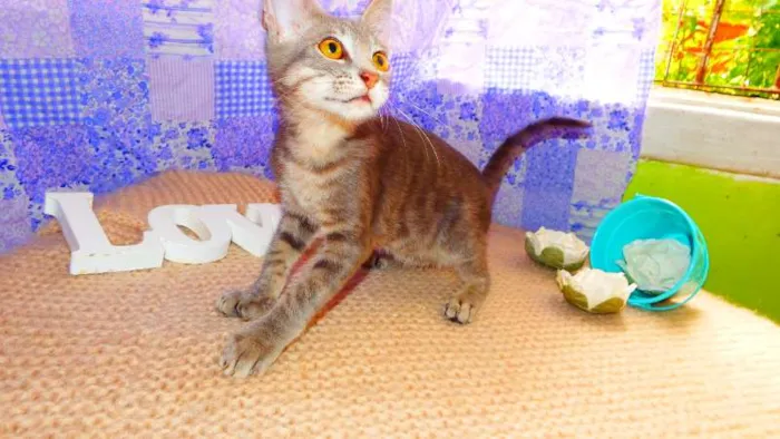 Gato ra a SRD idade 2 a 6 meses nome Elvis