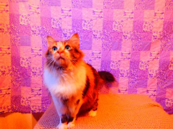 Gato ra a SRD misturado Maine coon idade 3 anos nome Sophie