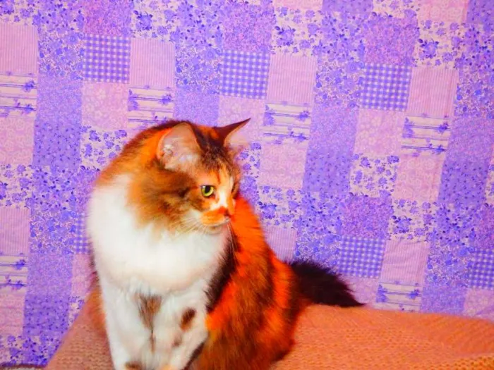 Gato ra a SRD misturado Maine coon idade 3 anos nome Sophie