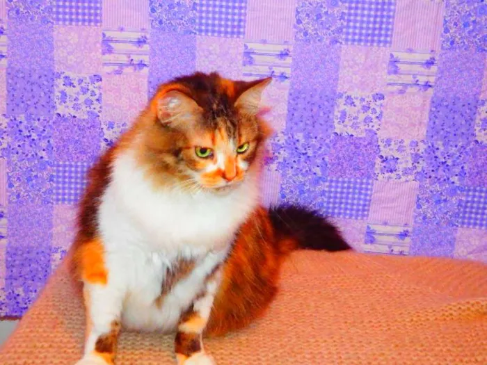 Gato ra a SRD misturado Maine coon idade 3 anos nome Sophie