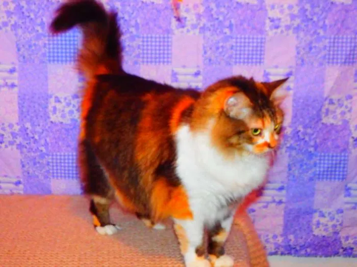 Gato ra a SRD misturado Maine coon idade 3 anos nome Sophie