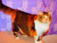 Sophie
