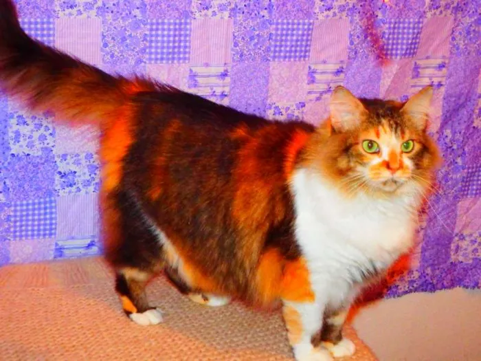 Gato ra a SRD misturado Maine coon idade 3 anos nome Sophie