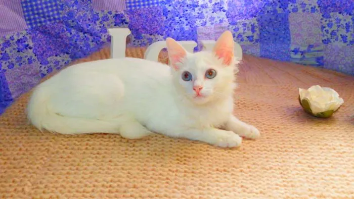 Gato ra a SRD idade 2 a 6 meses nome Romeo