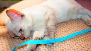 Gato raça SRD idade 2 a 6 meses nome Fiona
