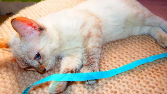 Gato ra a SRD idade 2 a 6 meses nome Fiona