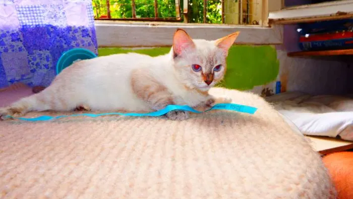Gato ra a SRD idade 2 a 6 meses nome Fiona