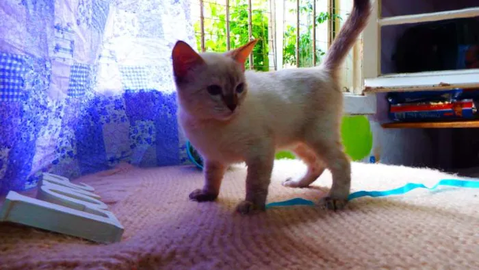 Gato ra a SRD idade 2 a 6 meses nome Fiona