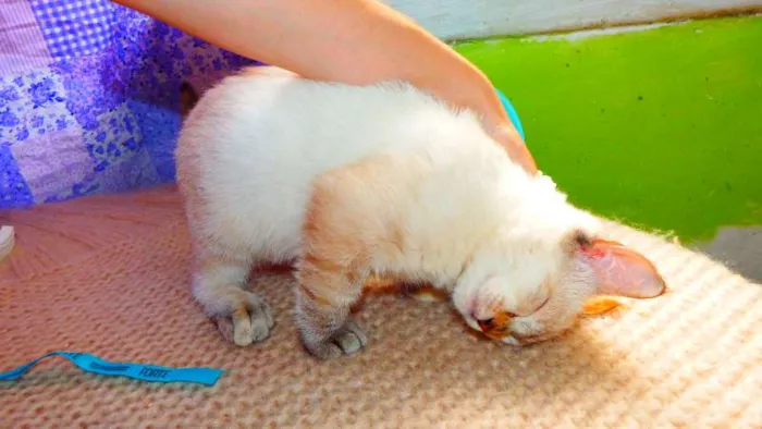 Gato ra a SRD idade 2 a 6 meses nome Fiona