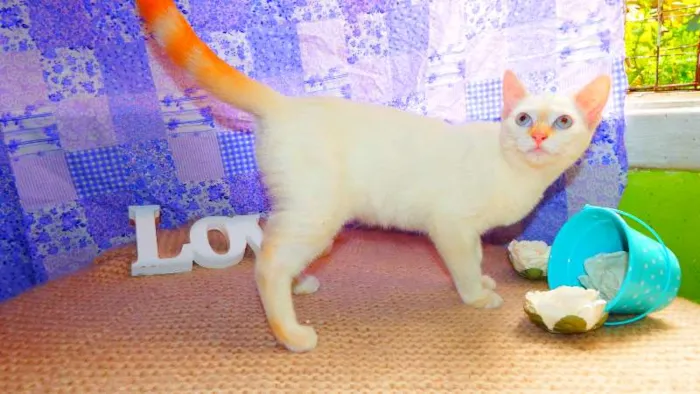 Gato ra a Siamês yellow point idade 2 a 6 meses nome Marie