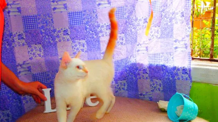 Gato ra a Siamês yellow point idade 2 a 6 meses nome Marie