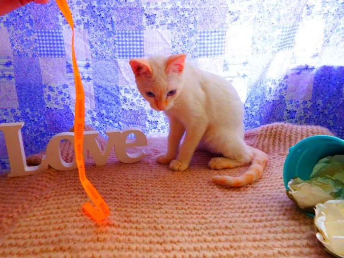 Gato ra a Siamês yellow point idade 2 a 6 meses nome Marie