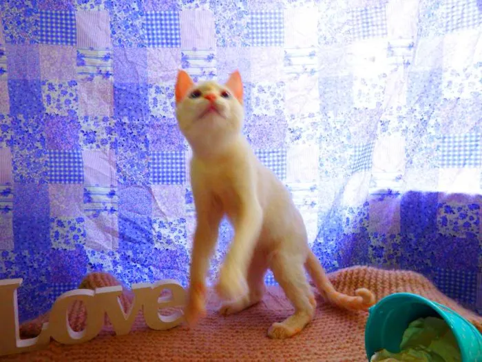 Gato ra a Siamês yellow point idade 2 a 6 meses nome Marie