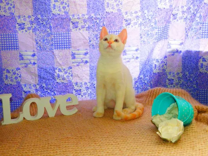 Gato ra a Siamês yellow point idade 2 a 6 meses nome Marie