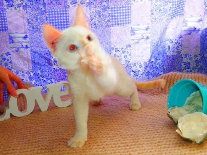 Gato ra a Siamês yellow point idade 2 a 6 meses nome Marie