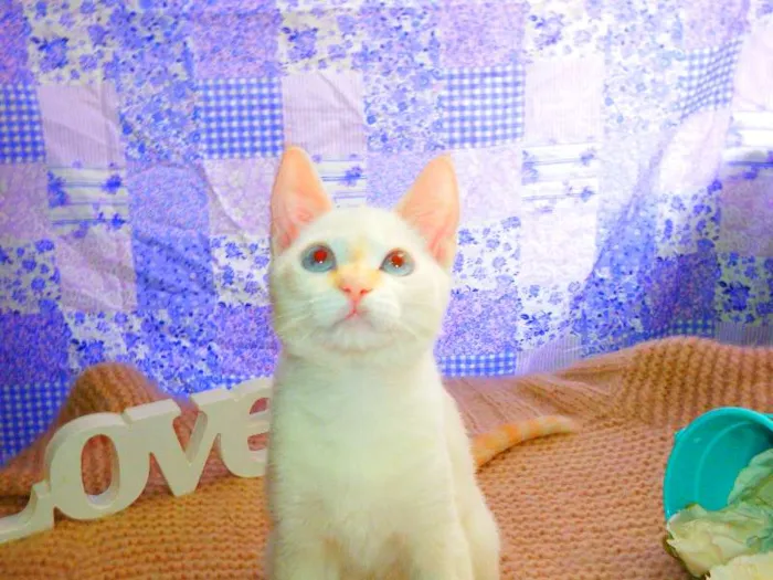 Gato ra a Siamês yellow point idade 2 a 6 meses nome Marie