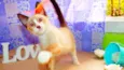 Tom
