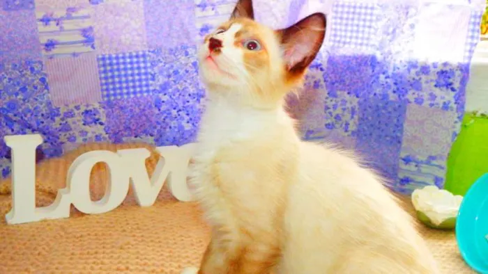 Gato ra a Siamês idade 2 a 6 meses nome Tom