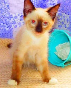Gato raça Siamês idade 2 a 6 meses nome Nina