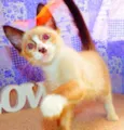 Tom
