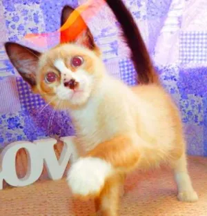 Gato raça Siamês idade 2 a 6 meses nome Tom