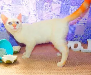 Gato raça Siamês yellow point idade 2 a 6 meses nome Marie