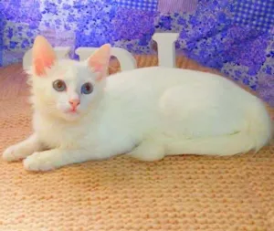 Gato raça SRD idade 2 a 6 meses nome Romeo