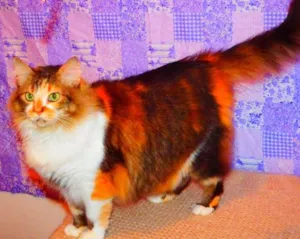 Gato raça SRD misturado Maine coon idade 3 anos nome Sophie