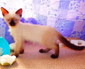 Gato raça Siamês   idade  nome Pandora