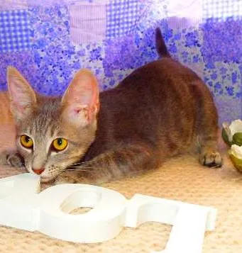 Gato ra a SRD idade 2 a 6 meses nome Elvis