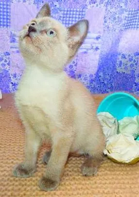 Gato ra a SRD idade 2 a 6 meses nome Pandora