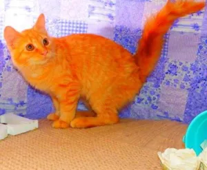 Gato raça SRD idade 2 a 6 meses nome Flora