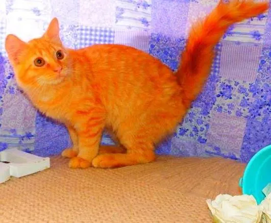 Gato ra a SRD idade 2 a 6 meses nome Flora