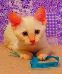 Gato raça Siamês yellow point idade 2 a 6 meses nome Tiffany