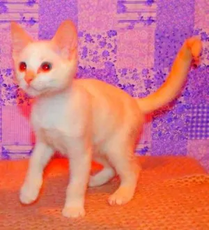 Gato raça Siamês yellow point idade 2 a 6 meses nome Lola