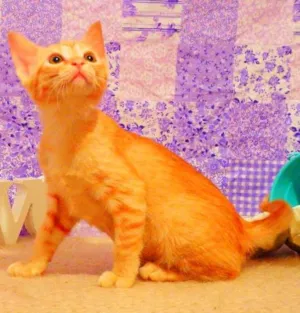 Gato raça SRD idade 2 a 6 meses nome Frida