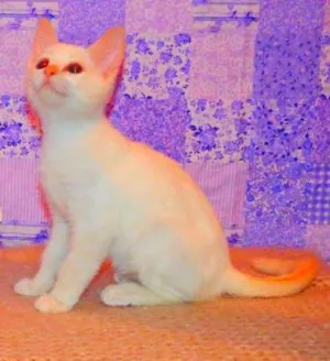 Gato raça Siamês yellow point idade 2 a 6 meses nome Chantilly