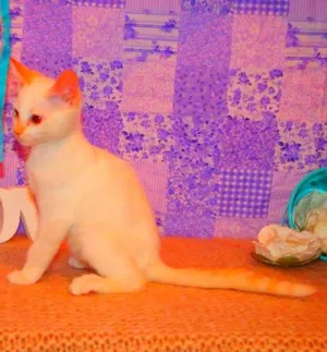 Gato raça Siamês Yellow point idade 2 a 6 meses nome Chanel