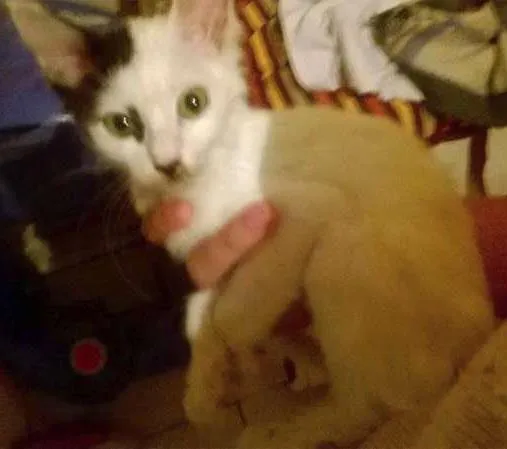 Gato ra a indefinida idade Abaixo de 2 meses nome ainda não tem nome