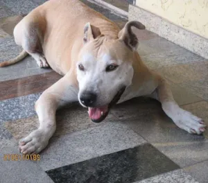 Cachorro raça Pit-Bull  idade 3 anos nome MEL