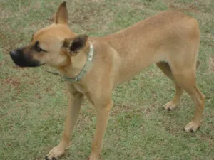 Cachorro raça SRD idade 7 a 11 meses nome Rex