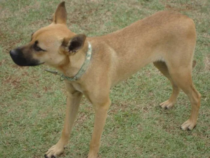 Cachorro ra a SRD idade 7 a 11 meses nome Rex