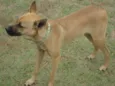 Rex