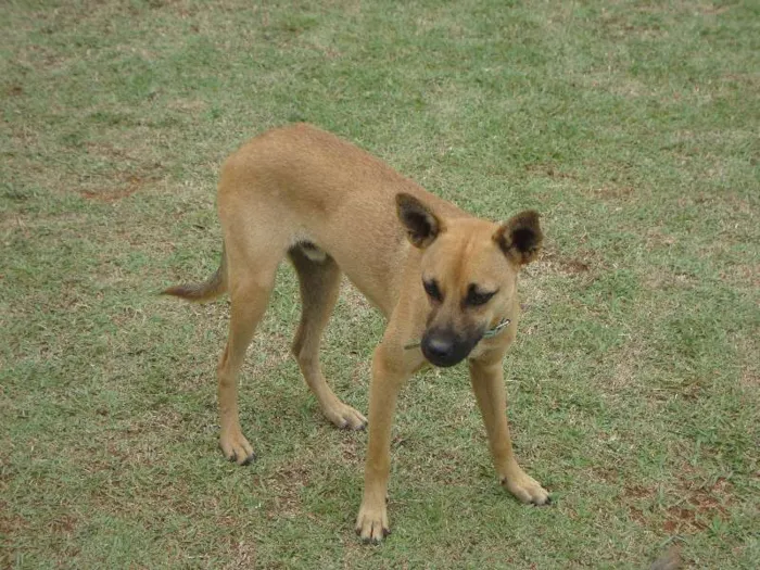 Cachorro ra a SRD idade 7 a 11 meses nome Rex