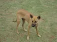 Rex