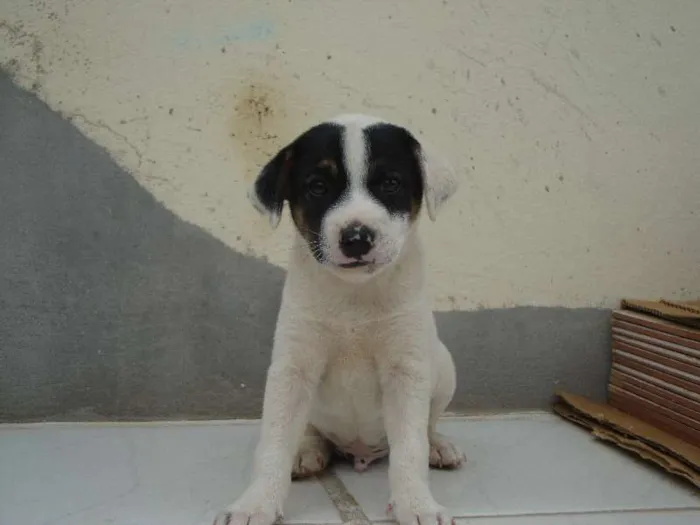 Cachorro ra a SRD idade 2 a 6 meses nome Panda