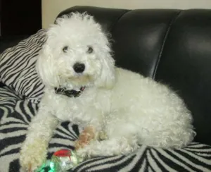 Cachorro raça Poodle idade 2 anos nome Bolota