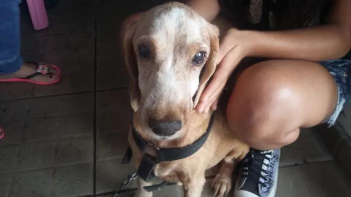 Cachorro ra a Cocker idade 6 ou mais anos nome Bamby